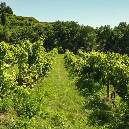 Apartment In - Balaton 18946 *